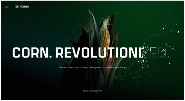 Как выращивается кукуруза